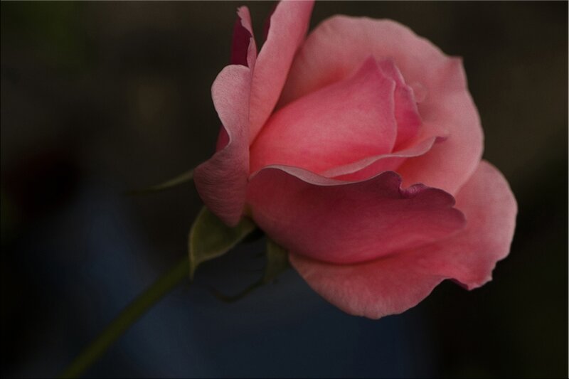 Pink Rose Flower — Dramatic, Photograph, Stem, Petals, Bud