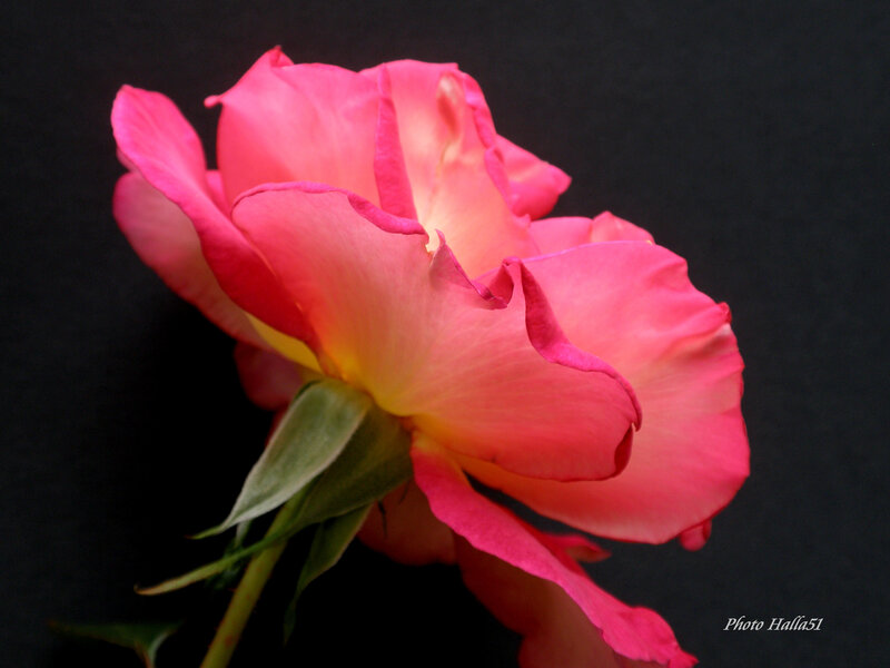 Pink Rose Flower — Dramatic, Photograph, Stem, Petals