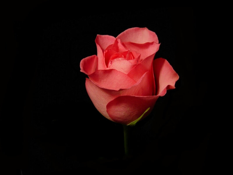 Pink Rose Flower — Dramatic, Photograph, Stem