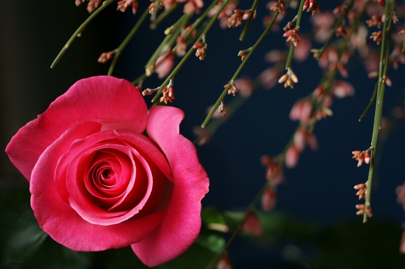 Pink Rose Flower — Dramatic, Photograph, Stems