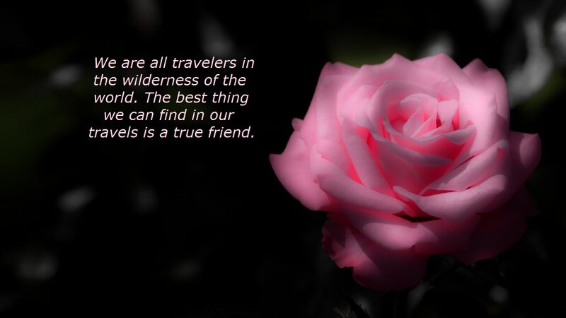 Pink Rose Flower — Dramatic, Photograph, Text