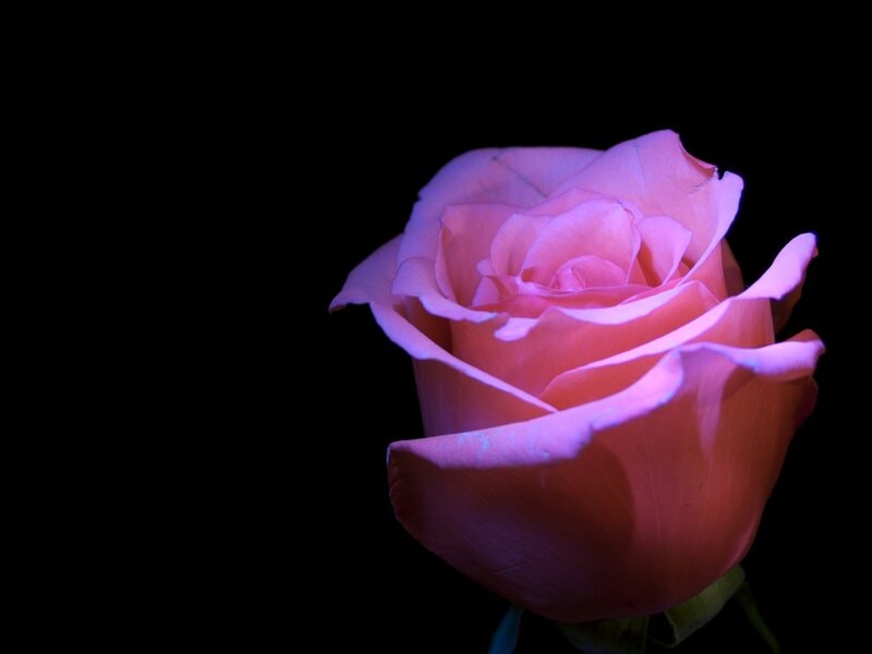 Pink Rose Flower — Dramatic, Photograph