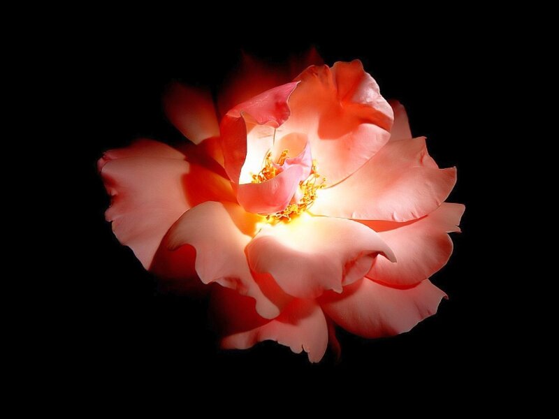 Pink Rose Flower — Dramatic