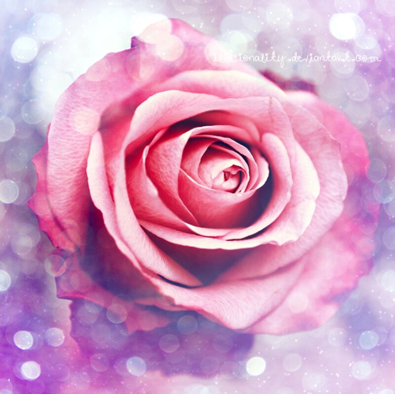 Pink Rose Flower — Dreamy, Digital Art, Bokeh