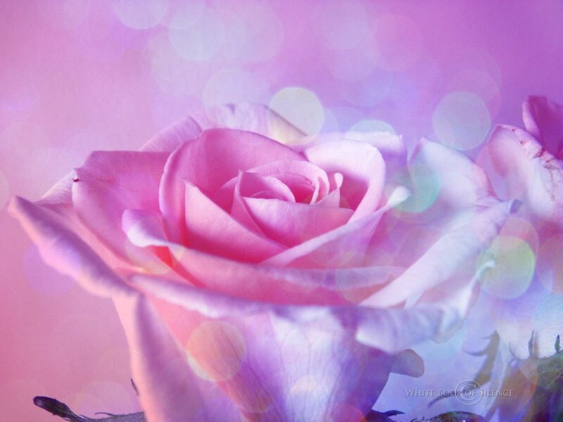 Pink Rose Flower — Dreamy, Photograph, Bokeh