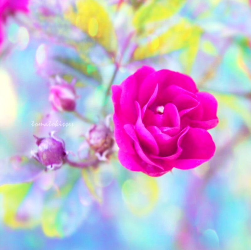 Pink Rose Flower — Dreamy, Photograph, Buds