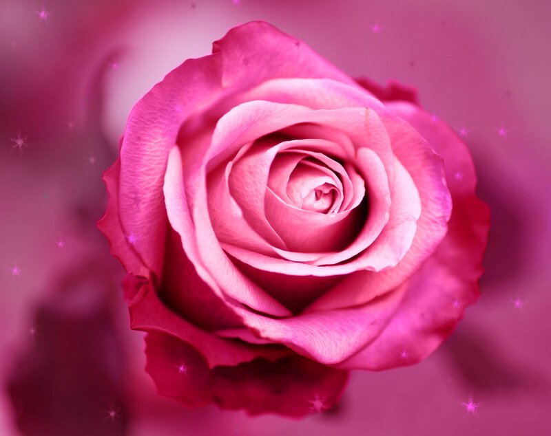 Pink Rose Flower — Dreamy, Photograph, Petals