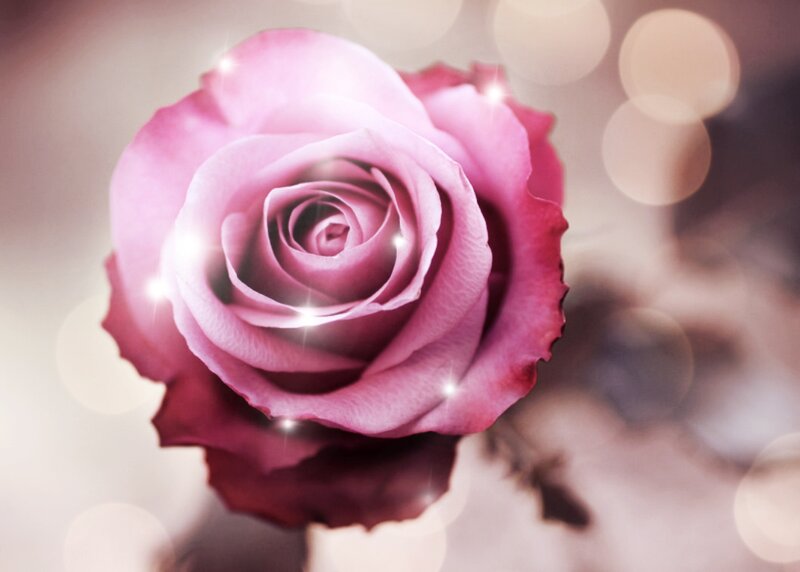 Pink Rose Flower — Dreamy, Photograph