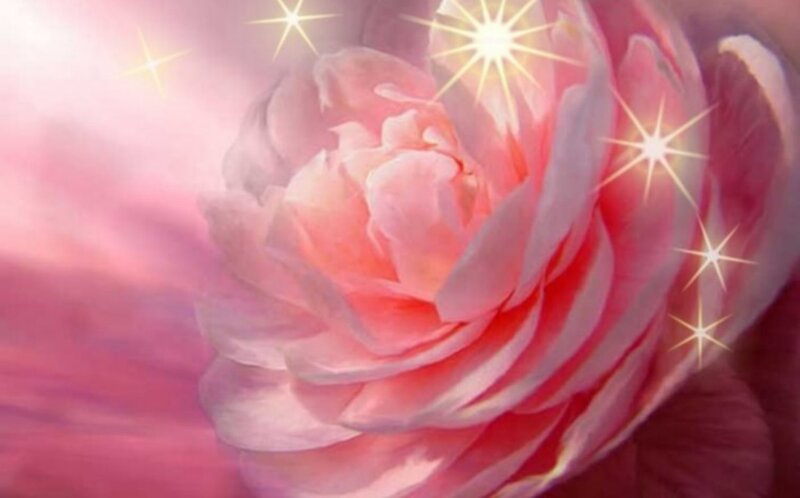 Pink Rose Flower — Dreamy