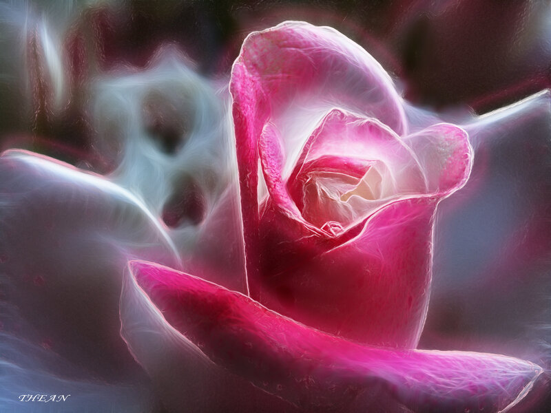 Pink Rose Flower — Ethereal, Digital Art