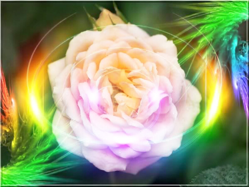 Pink Rose Flower — Ethereal