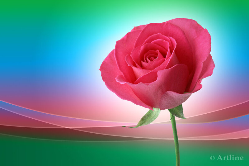 Pink Rose Flower — Green, Serene