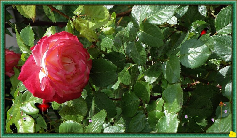 Pink Rose Flower — Green