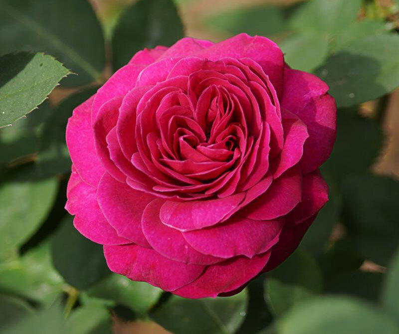 Pink Rose Flower — Magenta, Calm, Afternoon