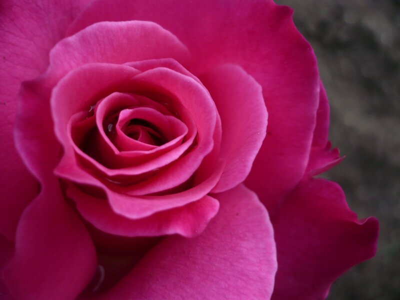 Pink Rose Flower — Magenta, Calm, Photograph, Petals