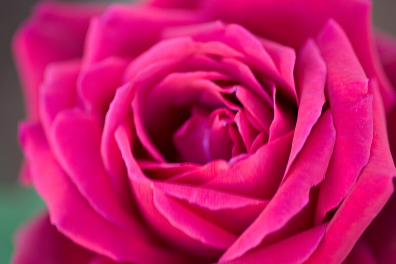 Pink Rose Flower — Magenta, Calm, Photograph