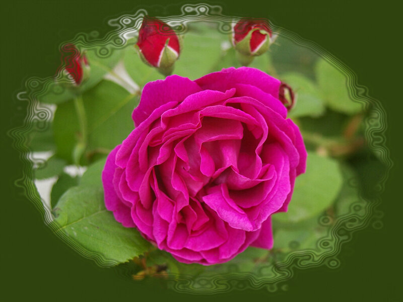 Pink Rose Flower — Magenta, Calm