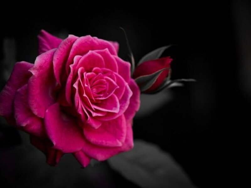 Pink Rose Flower — Magenta, Dramatic, Photograph, Bud, Leaf