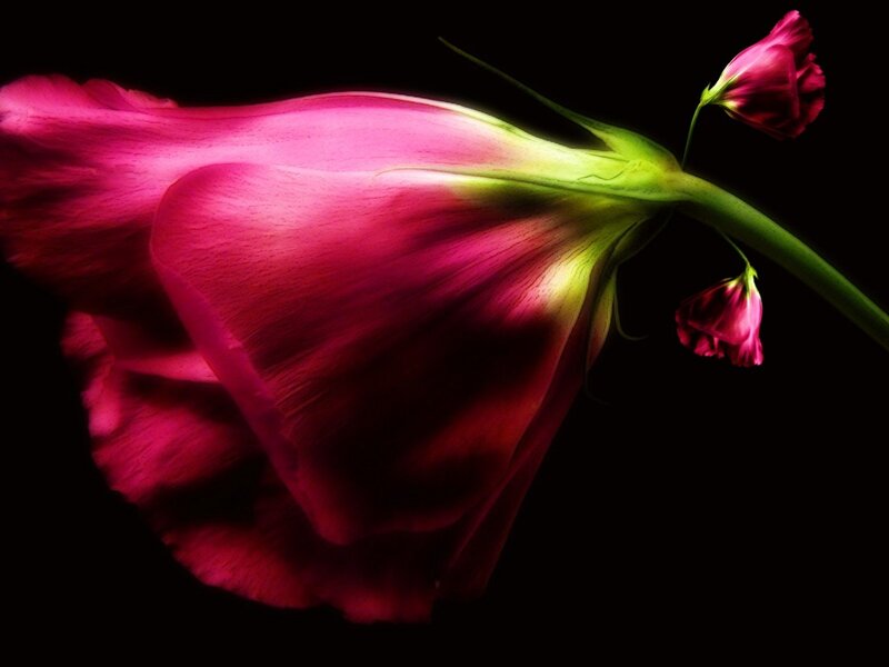 Pink Rose Flower — Magenta, Dramatic, Photograph, Bud, Stem