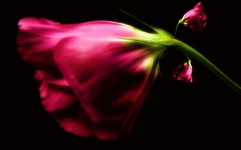 Pink Rose Flower — Magenta, Dramatic, Photograph, Bud