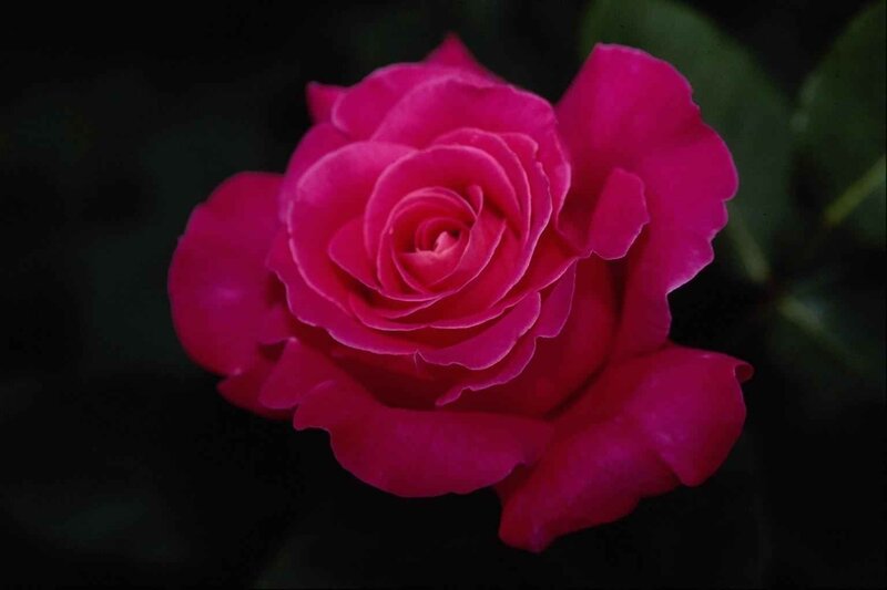 Pink Rose Flower — Magenta, Dramatic, Photograph, Petals
