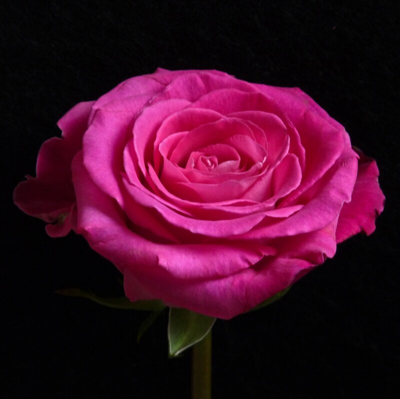 Pink Rose Flower — Magenta, Dramatic, Photograph