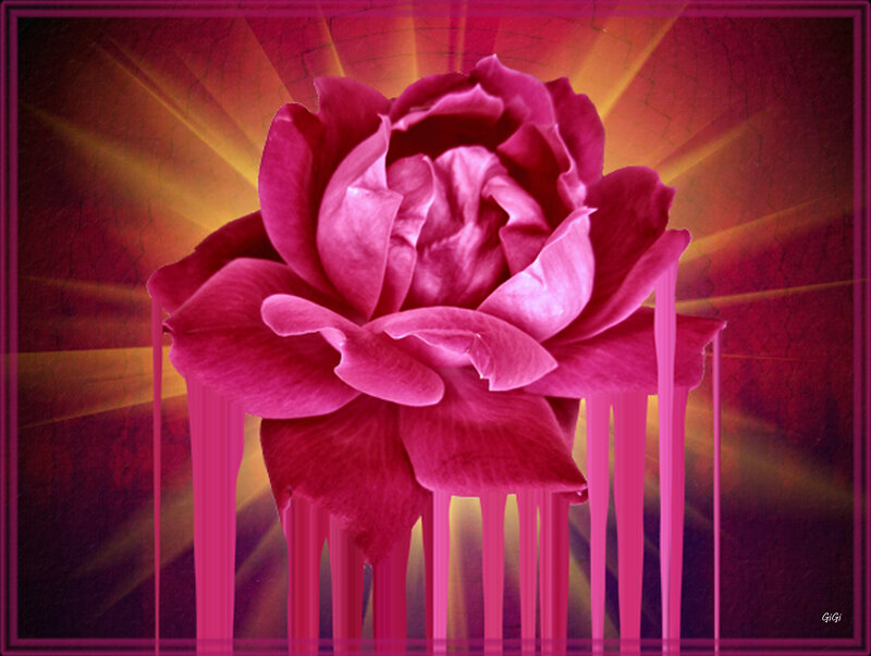 Pink Rose Flower — Magenta, Dramatic
