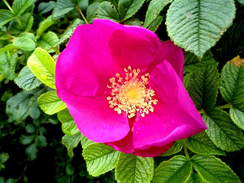 Pink Rose Flower — Magenta, Natural