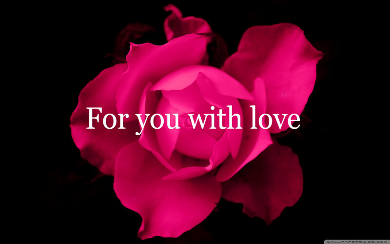 Pink Rose Flower — Magenta, Romantic