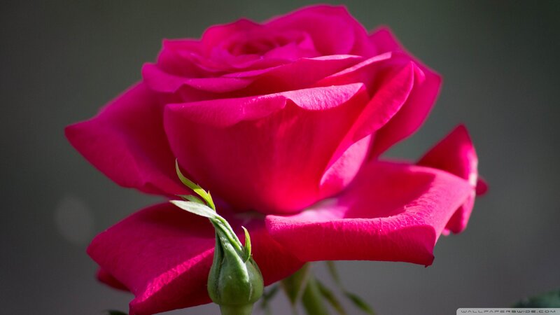 Pink Rose Flower — Magenta, Serene