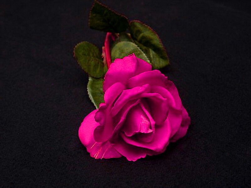 Pink Rose Flower — Magenta