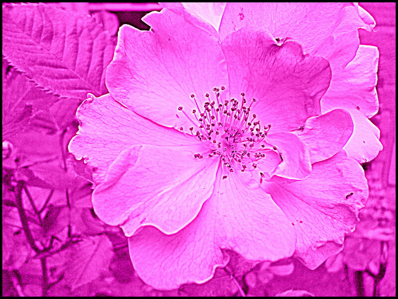 Pink Rose Flower — Magenta, Vibrant