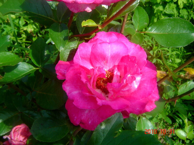 Pink Rose Flower — Natural, Afternoon