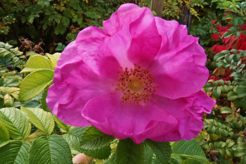 Pink Rose Flower — Natural, Autumn