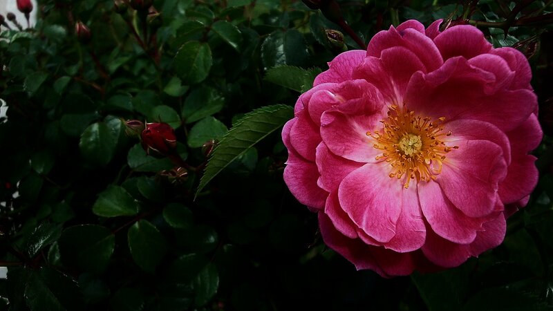 Pink Rose Flower — Natural, Photograph, Buds