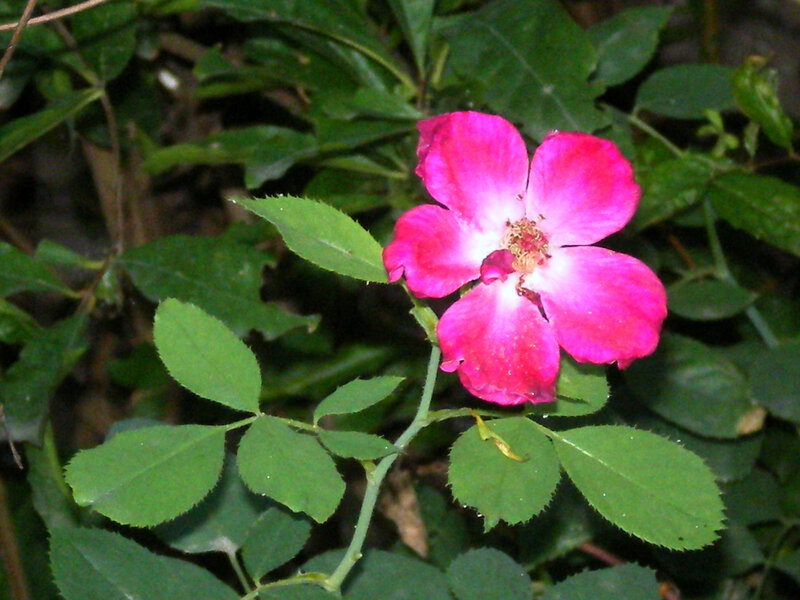Pink Rose Flower — Natural, Photograph, Green Leaves
