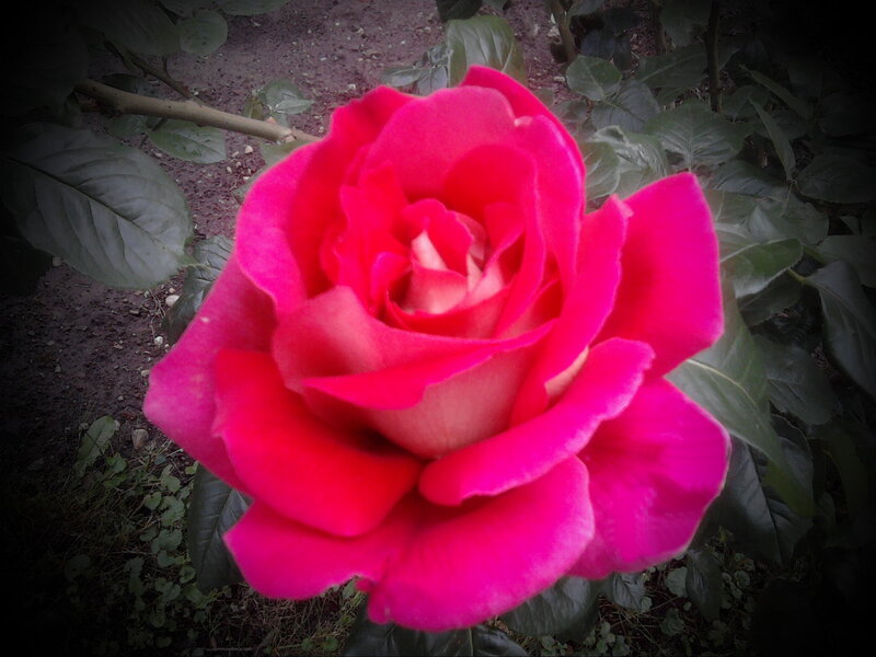 Pink Rose Flower — Natural, Photograph