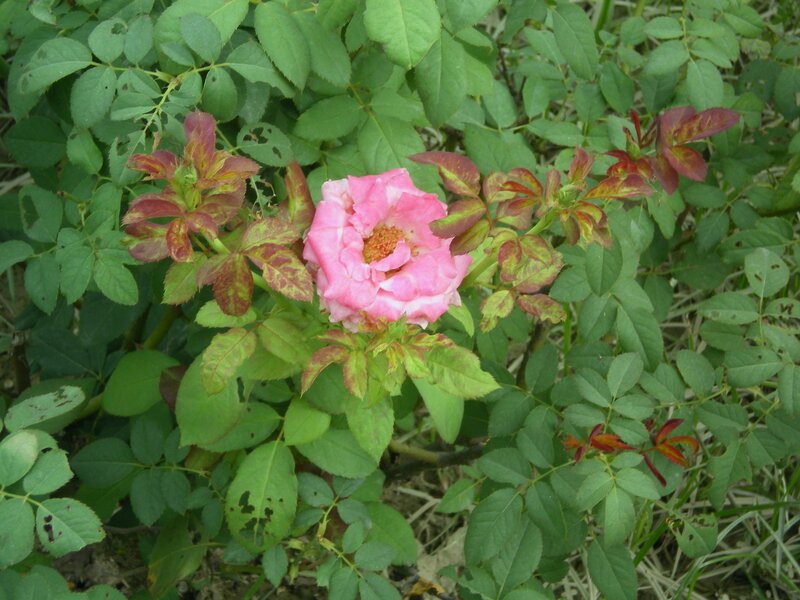 Pink Rose Flower — Natural, Spring