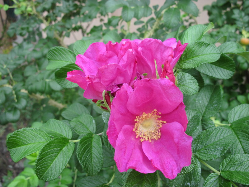 Pink Rose Flower — Natural, Summer
