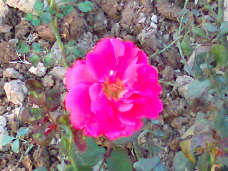 Pink Rose Flower — Natural
