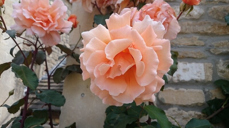 Pink Rose Flower — Peach, Calm