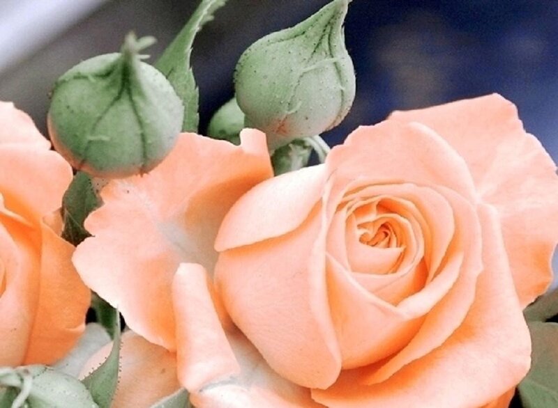 Pink Rose Flower — Peach