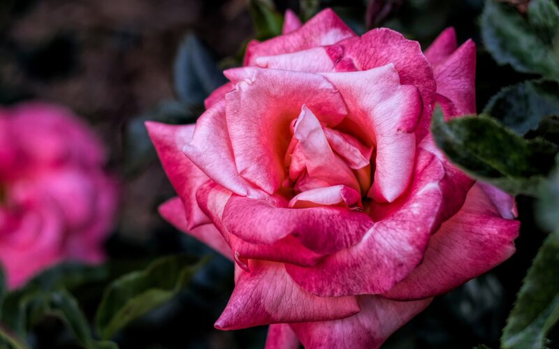 Pink Rose Flower — Photograph, Green