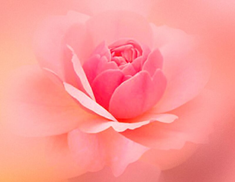 Pink Rose Flower — Photograph, Peach