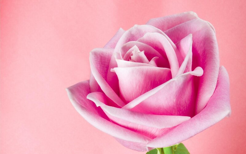 Pink Rose Flower — Photograph, Stem
