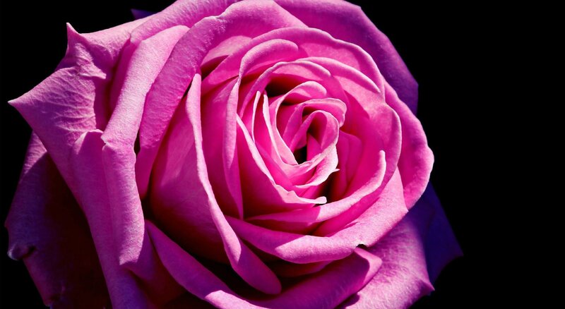 Pink Rose Flower — Purple, Dramatic, Photograph, Petals