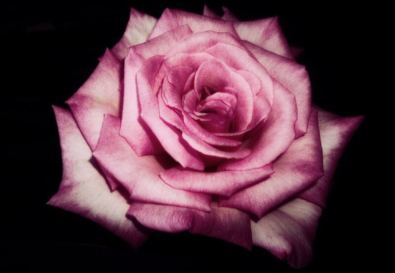 Pink Rose Flower — Purple, Dramatic, Photograph