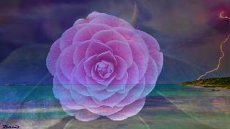 Pink Rose Flower — Purple, Dramatic