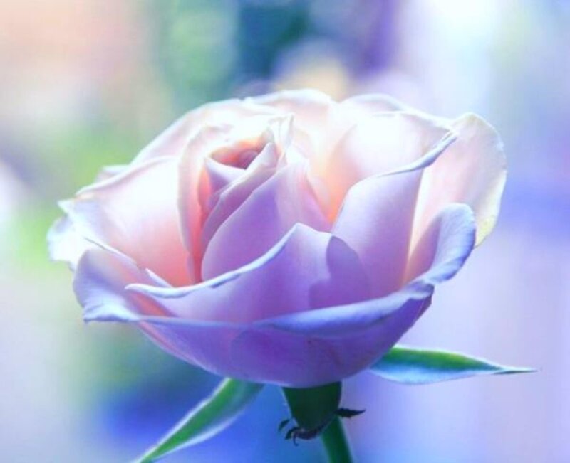 Pink Rose Flower — Purple, Serene, Photograph, Stem