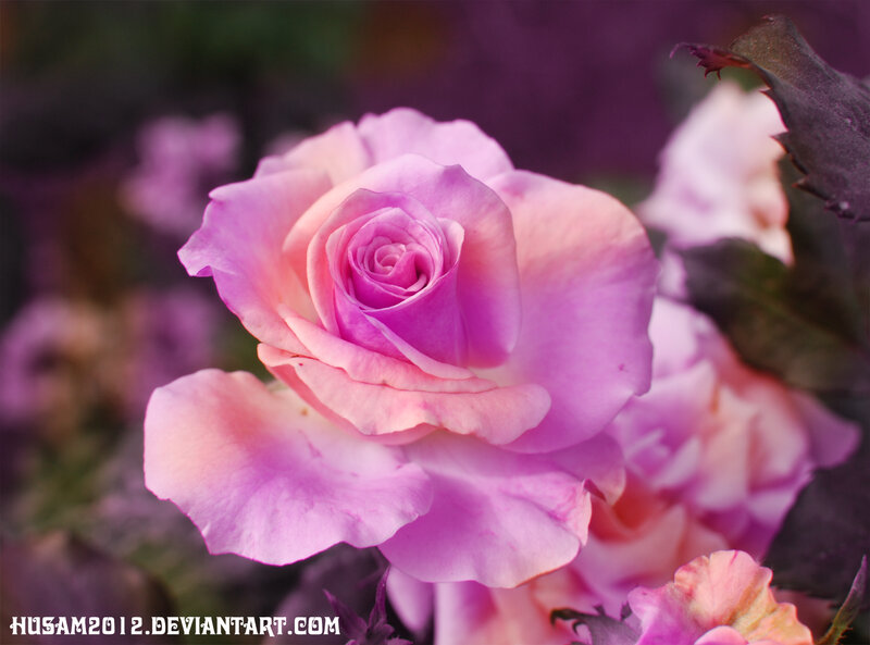 Pink Rose Flower — Purple, Serene, Photograph